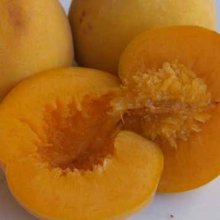 Peach Golden Queen Picture of Peach Golden Queen (3823)