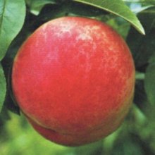 Peach Hobbs Late Red Picture of Peach Hobbs Late Red (9582)