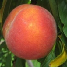 Peach Improved Flavourcrest Picture of Peach Improved Flavourcrest (9583)