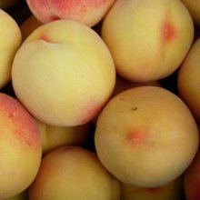 Peach Kotare Honey Dwf Std Picture of Peach Kotare Honey Dwf Std (3826)