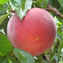 Peach Pixzee Dwf Std Picture of Peach Pixzee Dwf Std (6391)