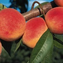 Peach Red Haven Picture of Peach Red Haven (3831)