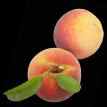Peach Sweet Perfection Picture of Peach Sweet Perfection (10885)