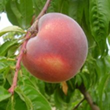 Peach Tasty Zee Picture of Peach Tasty Zee (9585)