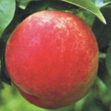 Peach Yumyeong Picture of Peach Yumyeong (3839)