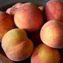 Peachcot Picture of Peachcot (3807)