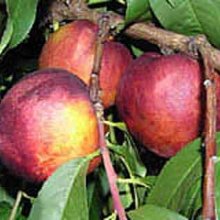 Peacherine Healeys Picture of Peacherine Healeys (3840)