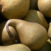 Pear Beurre Bosc PC Picture of Pear Beurre Bosc PC (30256)