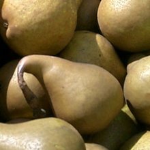 Pear Beurre Bosc QuC Picture of Pear Beurre Bosc QuC (6625)