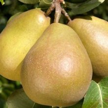 Pear Beurre Hardy QuA Picture of Pear Beurre Hardy QuA (28528)