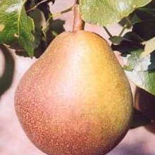 Pear Beurre Hardy PC Picture of Pear Beurre Hardy PC (3844)