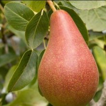 Pear Concorde QuA Picture of Pear Concorde QuA (28529)