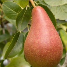 Pear Concorde QuC Picture of Pear Concorde QuC (6626)