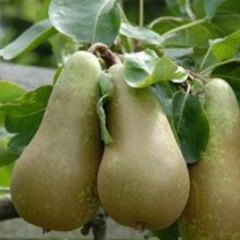 Pear Conference QN Picture of Pear Conference QN (3846)