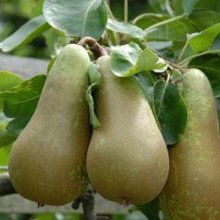 Pear Conference QuA Picture of Pear Conference QuA (28530)