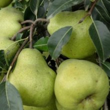 Pear Dble Beurre Bosc/Packhams Triumph Picture of Pear Dble Beurre Bosc/Packhams Triumph (3848)