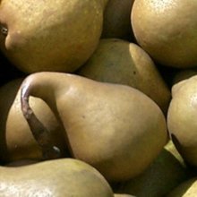 Pear Dble Beurre Bosc/Winter Nelis Picture of Pear Dble Beurre Bosc/Winter Nelis (5906)