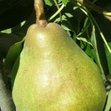 Pear Dble Doyenne Du Comice/Beurre Bosc Picture of Pear Dble Doyenne Du Comice/Beurre Bosc (3851)
