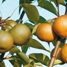Pear Dble Winter Nelis QUC/Packhams TriumphQN Picture of Pear Dble Winter Nelis QUC/Packhams TriumphQN (3864)