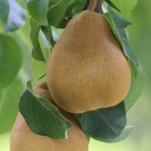 Pear Dble Taylor/Beurre Bosc Picture of Pear Dble Taylor/Beurre Bosc (3858)