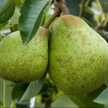 Pear Dble William Bon Chretien/Beurre Bosc Picture of Pear Dble William Bon Chretien/Beurre Bosc (10574)