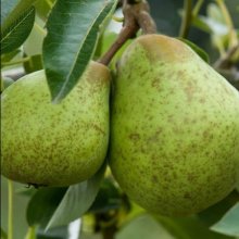 Pear Dble William Bon Chretien/Winter Nelis Picture of Pear Dble William Bon Chretien/Winter Nelis (10261)