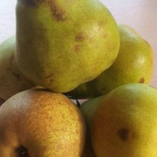 Pear Doyenne du Comice QuA Picture of Pear Doyenne du Comice QuA (8821)