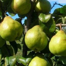 Pear Garden Belle Dwf PC Picture of Pear Garden Belle Dwf PC (6714)
