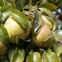 Pear Keiffer QN Picture of Pear Keiffer QN (9558)