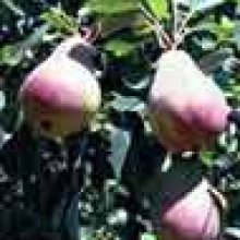 Pear Morettini Early QuC Picture of Pear Morettini Early QuC (3871)