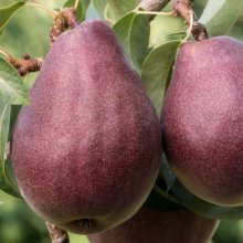 Pear Red Bartlett QuA Picture of Pear Red Bartlett QuA (30250)