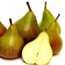 Pear Seckel PC Picture of Pear Seckel PC (3874)