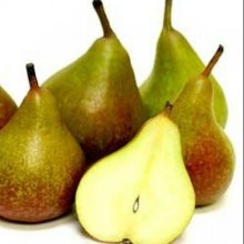 Pear Seckel QN Picture of Pear Seckel QN (6392)