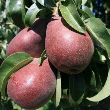 Pear Starkrimson QuA Picture of Pear Starkrimson QuA (28535)