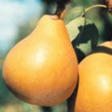 Pear Taylors Gold PC Picture of Pear Taylors Gold PC (30258)