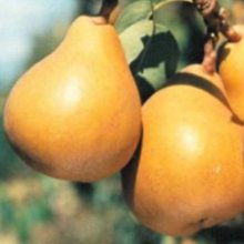 Pear Taylors Gold QN Picture of Pear Taylors Gold QN (28536)
