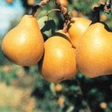 Pear Taylors Gold QuA Picture of Pear Taylors Gold QuA (8820)