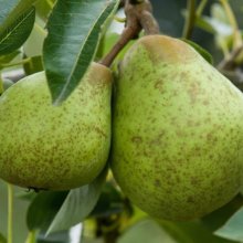 Pear William Bon Chretien PC Picture of Pear William Bon Chretien PC (3883)