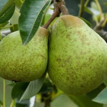 Pear William Bon Chretien QN Picture of Pear William Bon Chretien QN (6629)