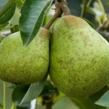 Pear William Bon Chretien QuA Picture of Pear William Bon Chretien QuA (28537)
