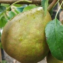 Pear Winter Cole QuA Picture of Pear Winter Cole QuA (28539)