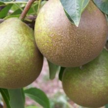 Pear Winter Nelis PC Picture of Pear Winter Nelis PC (3885)