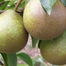 Pear Winter Nelis QuA Picture of Pear Winter Nelis QuA (10547)