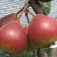 Pear Worden Seckel QuA Picture of Pear Worden Seckel QuA (28543)