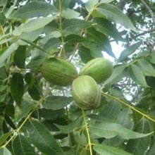 Pecan Carya Colby Picture of Pecan Carya Colby (8750)