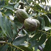 Pecan Carya Hirschi Picture of Pecan Carya Hirschi (8748)