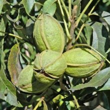 Pecan Carya Lucas Picture of Pecan Carya Lucas (8749)
