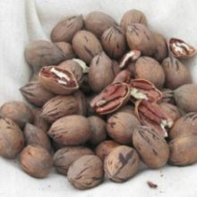 Pecan Carya Peruque Picture of Pecan Carya Peruque (8751)