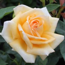 Pegasus Bay-Rose Picture of Pegasus Bay-Rose (30559)