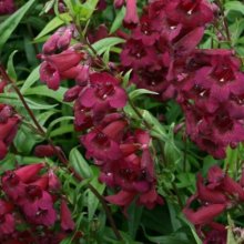 Picture of Penstemon Blackbird (3904)